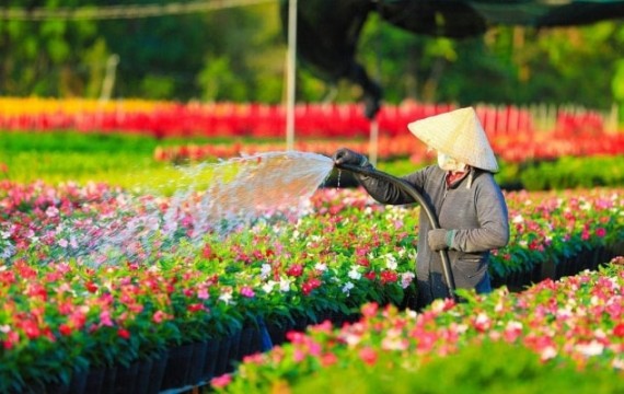 DU XUÂN LÀNG HOA SA ĐÉC - VƯỜN QUÝT HỒNG LAI VUNG 