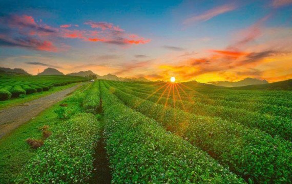 Khám Phá Cao Nguyên Lâm Viên: CẦU KÍNH BẠCH LONG - HAPPY LAND 3N2D